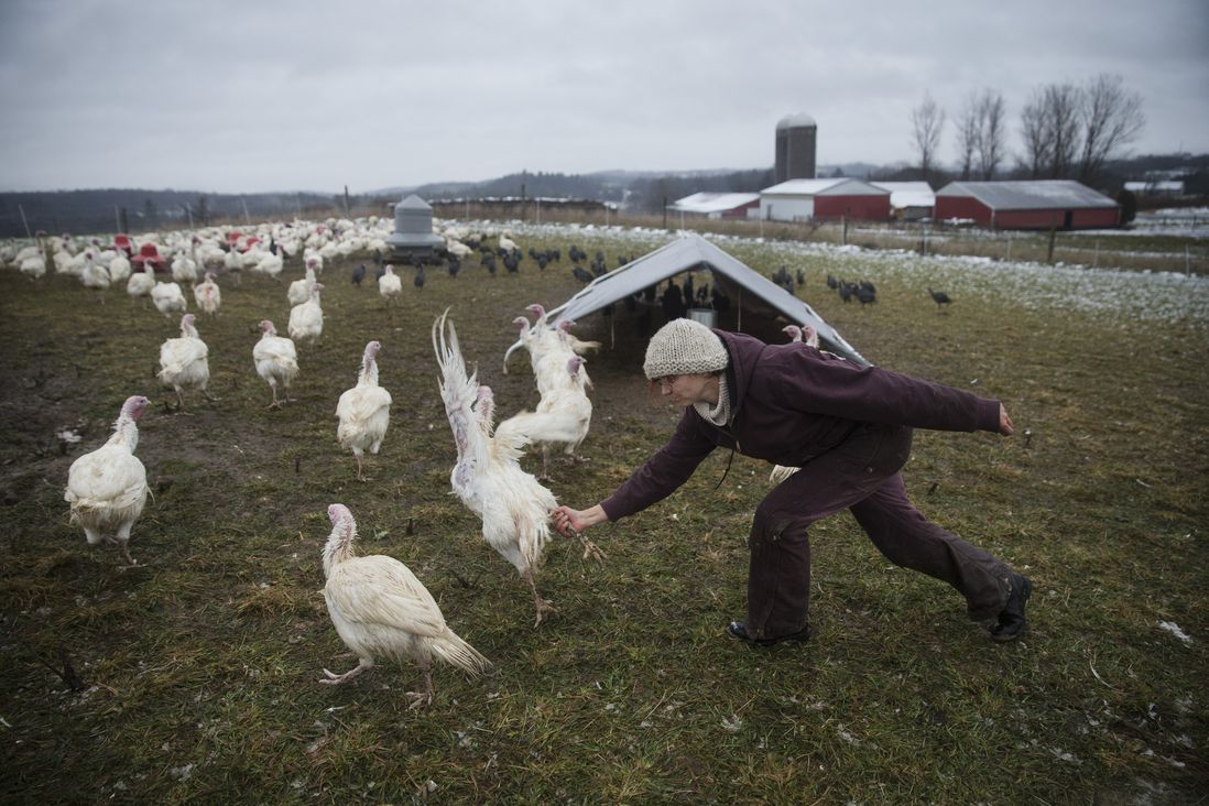 Mary Carpenter, owner of Violet Hill Farm, grabs a turkey by the leg as they are harvested for Thanksgiving<br>